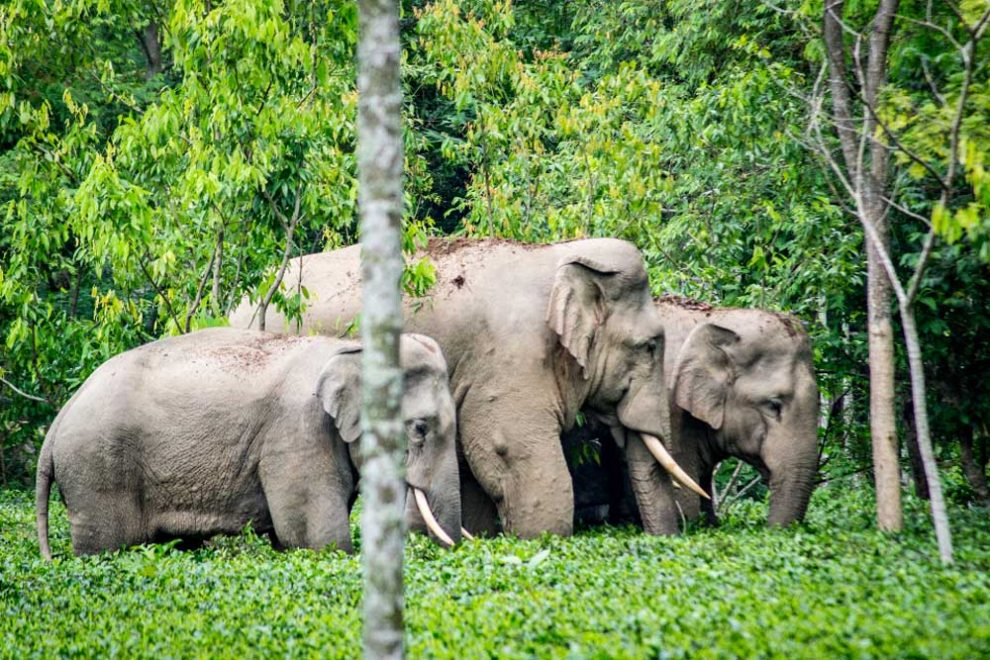 झापाको वन क्षेत्रमै हात्तीका आहाल र आहारा  